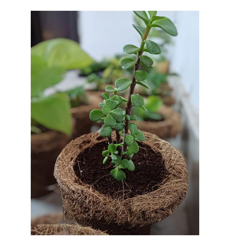 Ilearnngrow DIY Gardening Kit