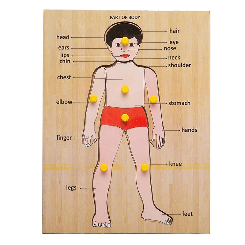 Body Part Wooden Puzzle | Puzzle for Kids | Brain Development Jigsaw Puzzle | Puzzles